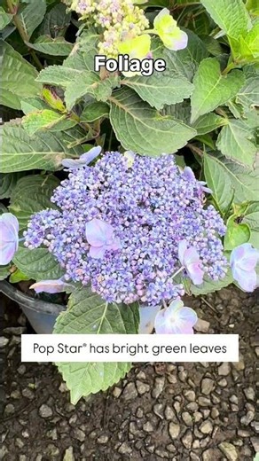 🌸 Pop Star® vs. BloomStruck® Hydrangeas | Endless Summer® Comparison Guide