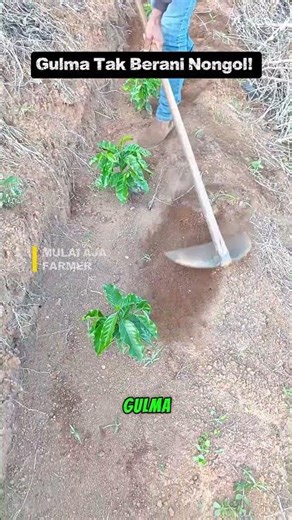 Gulma Tak Berani Nongol! Cara Petani Kopi Rawat Bibit Biar Panen Maksimal 🌱🔥