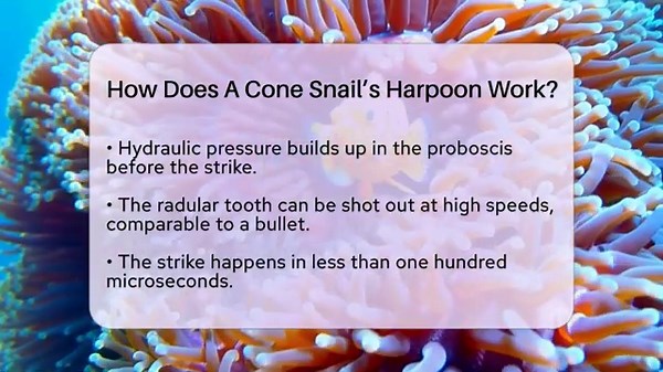 How Does A Cone Snail’s Harpoon Work? - The Marine Life Explorer