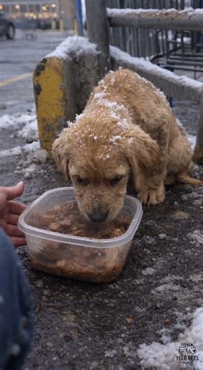 His ribs were showing🥺 His eyes were begging. I couldn’t walk away #dogrescue #rescuestory