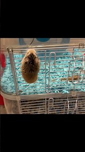 Robo hamsters are great climbers and they can run fast.