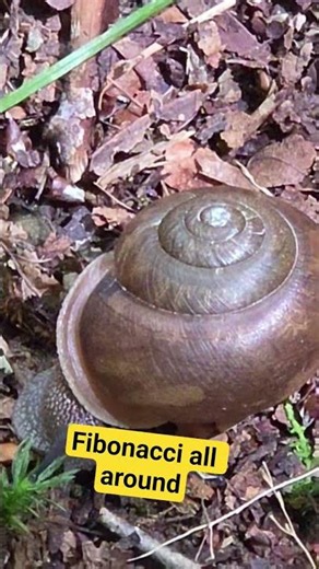 The fibonacci sequence is everywhere in nature #goldenratio #nature #snail