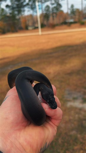 Another happy accident produced here. Sometimes pairing gets complex and you wonder what should I do here and flip-flop back and forth. So I let Rose pick one and this is what came out. Now that we have all the genes figured out. We should be able to produce a few clutches of these next year. ##Ghostconstrictors##ballpython##ballpythons##ballpythonsofinstagram ##ballpythonmorphs
