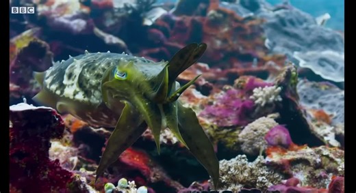 Very cool fishies!! they be hypnotizing other animals 🐟😵‍💫 // #animals #edit #ocean #fish #cute