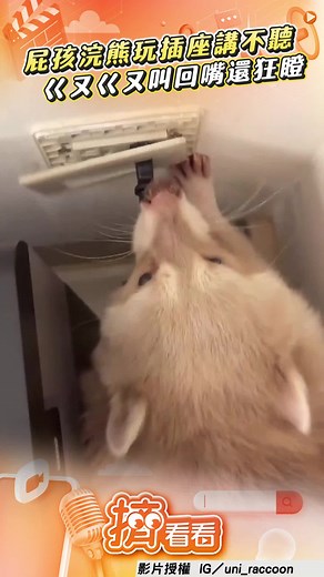屁孩浣熊玩插座的搞笑瞬間