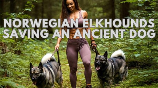 Save the rarest dog breed Norwegian Elkhound from extinction!