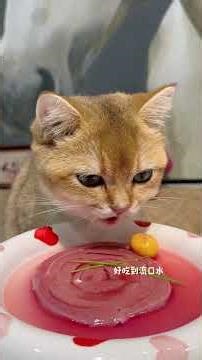 一口干掉大肉肉的猫咪#万物可爱计划 #猫咪吃播