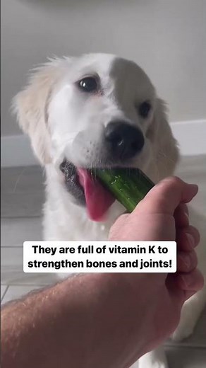 Are cucumbers 🥒 good for dogs? 🐶