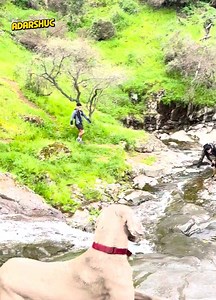 66K views · 477 reactions | Paws Up, Trouble Time  | Adarshuc | Facebook