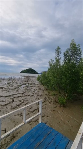 save mangrove