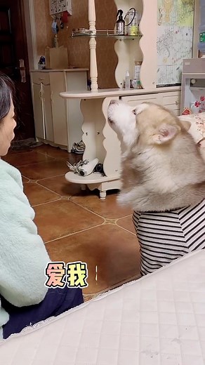 45K views · 2.2K reactions | Dogs who have longed for love real world in Kuaishou Documentary Channel (O3x5w92ucj2q5bau) #funny #dogsofinstagram #instadog #dogoftheday #fun #cat #beautiful #doglife #dog #puppy #dogs | Video Plusシ | Facebook