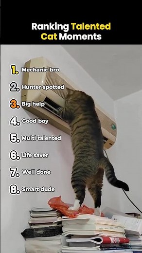 Ranking Talented Cat Moments #shorts