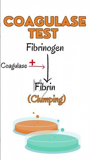 Coagulase Test for Staphylococcus aureus #staphylococcus #bacteriology