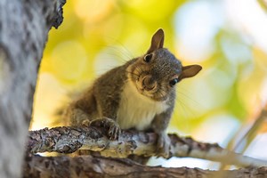 Will Moth Balls Keep Squirrels Away - All South Pest Control