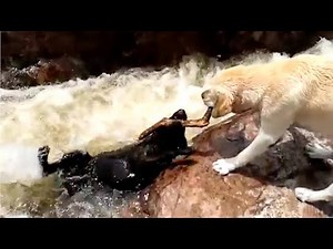 Yellow labrador rescues his pal from raging river rapids; Hero dog saves injured owner - Compilation