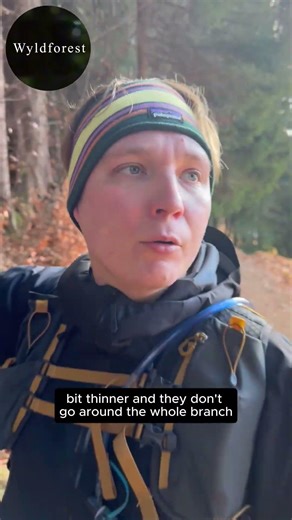 Fir vs Spruce: The SECRET Trick to Never Get Confused Again