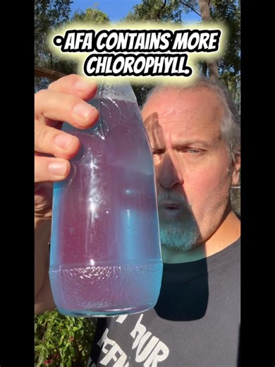 Blue-green algae are the richest sources of chlorophyll found in nature. They photo-synthesize better than any plant on Earth. AFA blue-green algae from Klamath Lake has become a popular superfood among health enthusiasts all over the world. Blue-green algae is a wild food with a fantastic array of brain-specific #phytochemicals, a huge selection of antioxidants, minerals (especially #iron, #zinc, #selenium, and #magnesium), amino acids (it is a complete protein), vitamins, enzymes, and many uni