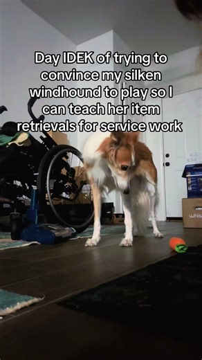 Play based trainer 🤝🏻 dog with zero interest in toys Taking any and all advice I can get atp, she’s very sensitive and shuts down if I try to play with her, but loves food #playbasedtraining #servicedogintraining #silkenwindhound #sighthoundservicedog #dogtoy