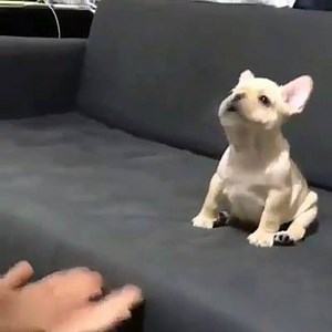 44K views · 2.5K reactions | Howling  Credits: @french_hodol | French Bulldog World | Facebook