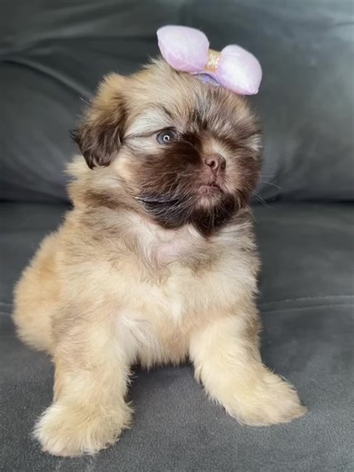 Adorable Shih Tzu Puppy Seeking Forever Home