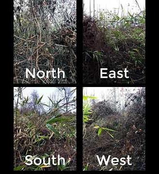 Buck Movement: Peak Rut vs Post Rut