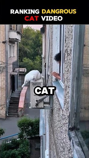 The Funniest Cat Fights & Fails Ranked!