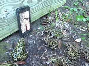 Frogs captivated by video of worms on smartphone