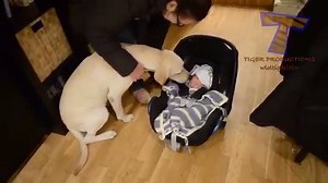 4.5K views · 66 reactions | Dogs and cats meeting babies for the first time compilation. Animals all around the world are absolutely innocent and it is nature who created them this way <3 Via: Tiger Productions #AngryBruger | Angry Bruger | Facebook
