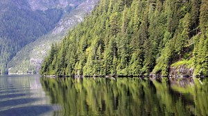 An easy, cost-effective way to address climate change? Massive reforestation.