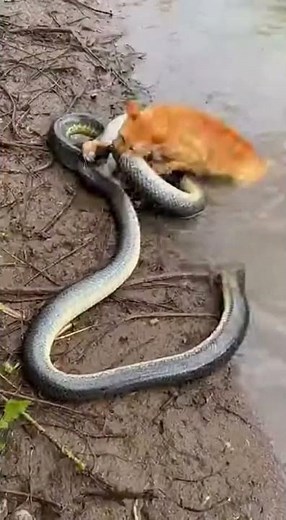 Cat vs Snake: The Most Incredible Rescue Caught on Camera #Shorts