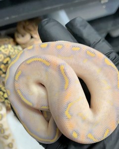 Pastel Gravel Clown Het Hypo X YB Het Hypo | Ball Pythons 101
