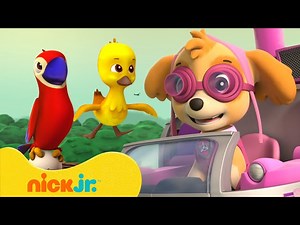 PAW Patrol Rescues Birds! 🐤 10 Minute Compilation | Nick Jr. - Videos For Kids