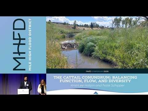 The Cattail Conundrum: Balancing Function, Flow, and Diversity