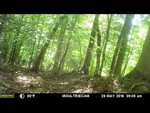 Maryland was one of the only states without Coyote sightings until now.