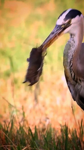 5.1K views · 196 reactions | Great blue heron Birds | Review Birds News | Facebook
