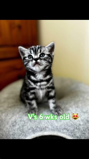 Vienna’s kittens 6 weeks old, so sweet 😻#kitten