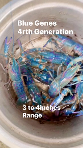 Blue Genes 4rth Generation bloodline stable blue offspring #reels #crayfish #lobster #crawdad #crawfish #arc #australianredclaw Located @ Tibungco Davao City pm_us_inquiries | Dodong Ronie Vlog
