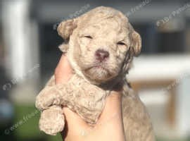 Exceptional American Cockapoo Puppies DNA Clear, Raised in Family Home - £1,850