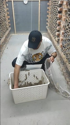 Inside a Lizard Farm: Catching and Bagging for Market 👀
