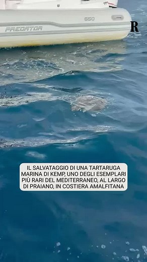 Salvataggio di Saphira: La Tartaruga Marina di Kemp