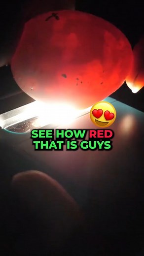 Snake Discovery on Instagram: "How candling snake eggs works! Learn more by watching the full video "Things you never knew about snake eggs" on our YouTube channel #snakes #snakebreeding #egg"