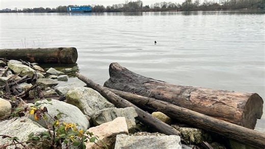 Why drift logs are leading to ecosystem loss along B.C.'s coastline
