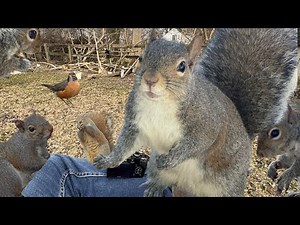 25 Squirrel Moments That Are TOO Funny and Cute