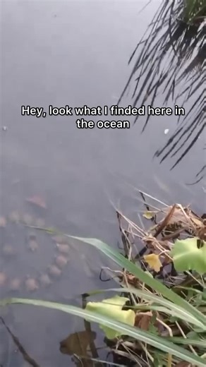 istheBruce Livestream Account on Instagram