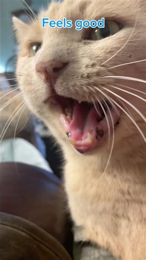 Lil Boy Back-Scratch Chat🐱💙 Cat Talk You’ll Totally Relate To