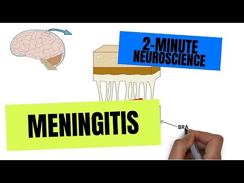 2-Minute Neuroscience: Meningitis