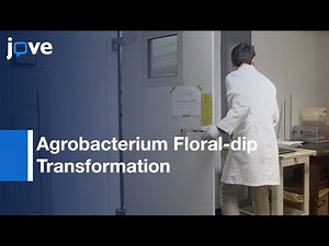 Agrobacterium Floral-dip Transformation in Extremophyte | Protocol Preview