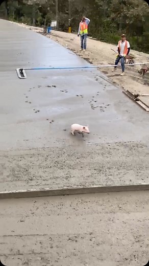 19K views · 7.4K reactions | Anda loco el chanchito 藍 | Milan Alvarado | Facebook