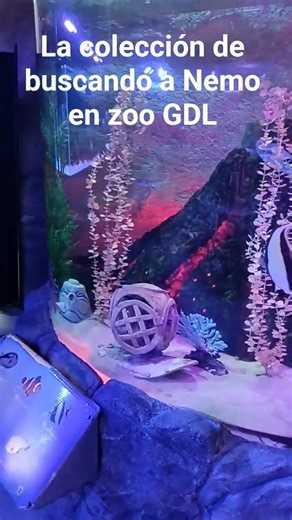 La colección de busco a Nemo en zoo GDL