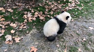 Look! There is a bunny. Ah, no, I suppose it’s a panda hopping like a bunny. (Ji Xiao) #cute #cutenessoverload #HiPanda #ChengduPandaBase #PandaFun For more panda information, please check out: https://en.ipanda.com | iPanda